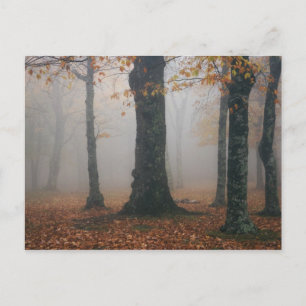 Autumn view of foggy forest, Grandfather 2 Postcard