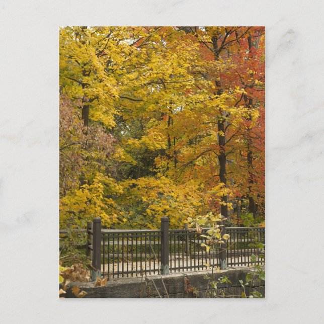Autumn Vine Weddinga Postcard (Front)