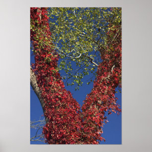Autumn Vines On Trees Poster