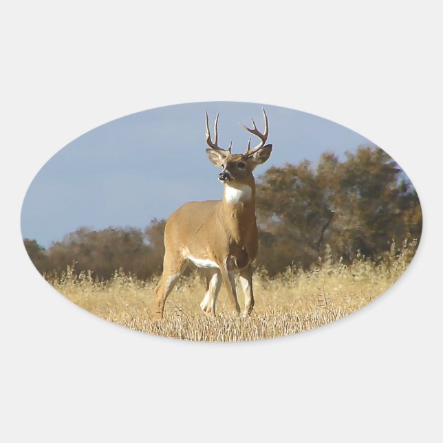 Autumn Whitetail Buck Oval Sticker (Front)