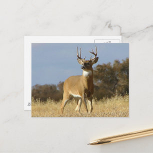 Autumn Whitetail Buck Postcard