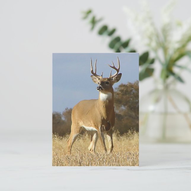 Autumn Whitetail Buck Postcard (Standing Front)