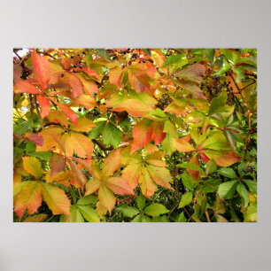 Autumn wild grapevine leaves poster