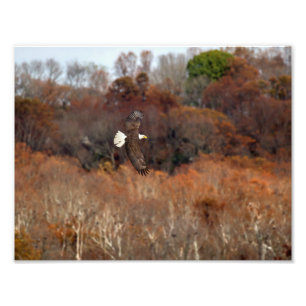 Autumn Wings Photo Print