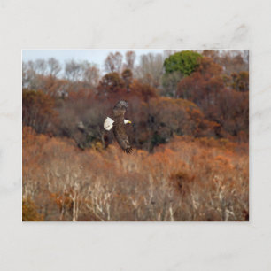 Autumn Wings Postcard