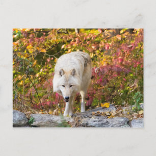 Autumn Wolf Postcard
