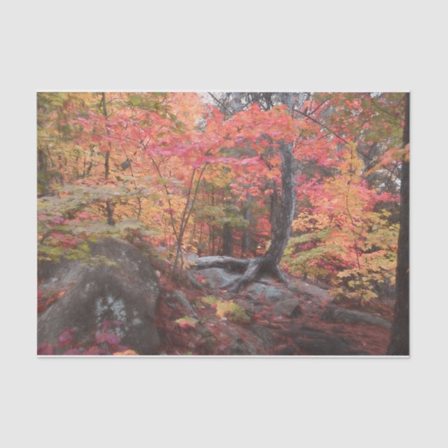 Autumn Woodland Forest Red Orange Trees Decoupage Tissue Paper (Front)