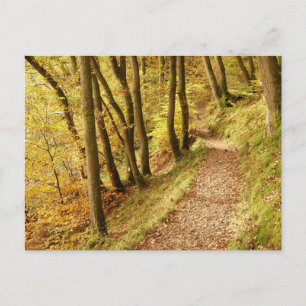 Autumn Woodland Path Postcard