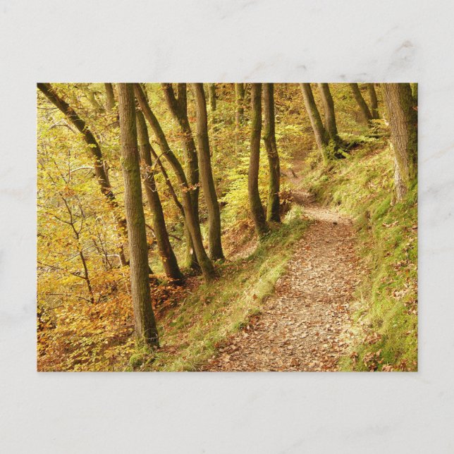 Autumn Woodland Path Postcard (Front)
