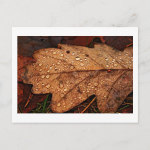 Autumn yellow leaf postcard