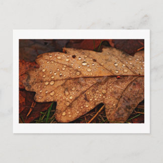 Autumn yellow leaf postcard