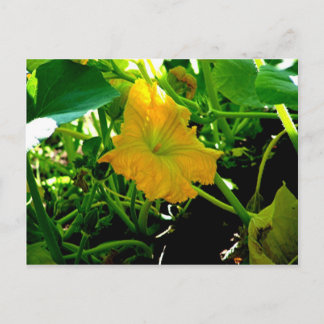 " Autumn Yellow Squash Blossom" Postcard