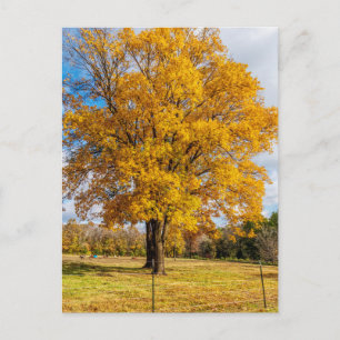 Autumn Yellow Sugar Maple Postcard