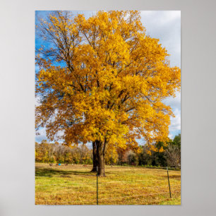 Autumn Yellow Sugar Maple Poster