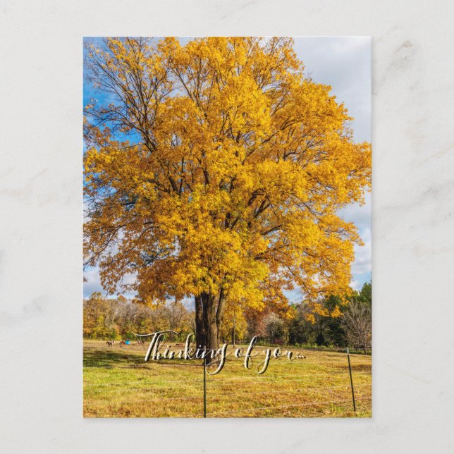 Autumn Yellow Sugar Maple Thinking Of You Postcard (Front)