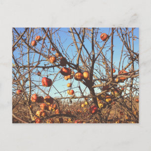 Autumnal Apples Photo Postcard