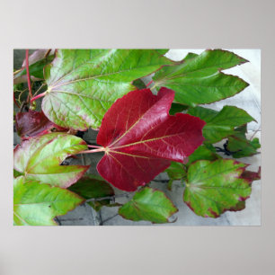 autumnal colors poster