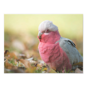 Autumnal Galah 12x16" photo print