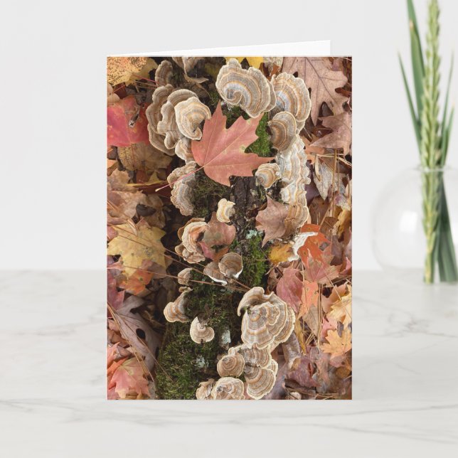 autumnal greeting card (blank inside)  (Front)
