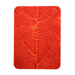 Autumnal Leaf Magnet