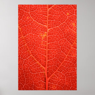 Autumnal Leaf Poster