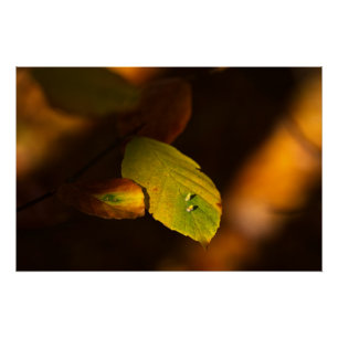 Autumnal scene with leaves soaking up the sun poster