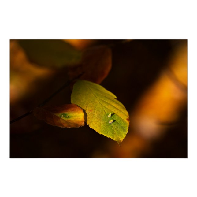 Autumnal scene with leaves soaking up the sun poster (Front)