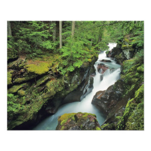 Avalanche Gorge in Glacier National Park in Photo Print