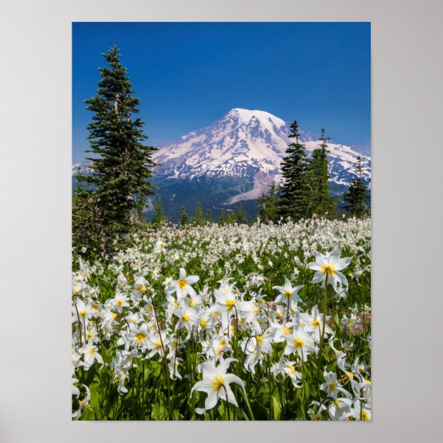 Avalanche lilies and Mount Rainier 2 Poster (Front)
