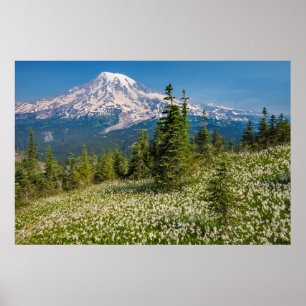 Avalanche lilies and Mount Rainier Poster