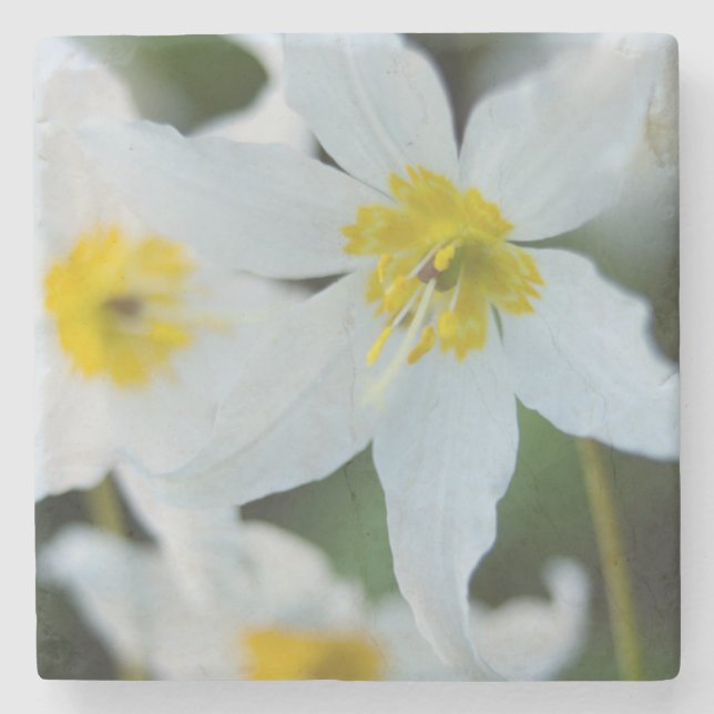 Avalanche Lilies at Paradise Park Stone Coaster (Front)