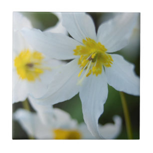 Avalanche Lilies at Paradise Park Tile