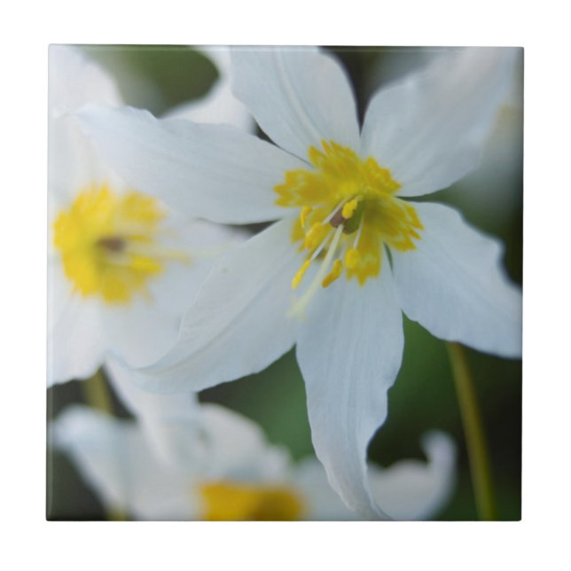 Avalanche Lilies at Paradise Park Tile (Front)
