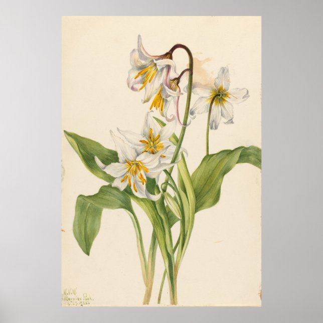 Avalanche Lily (Erythronium montanum) Poster (Front)