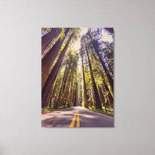 Ave of the Giants Canvas Print