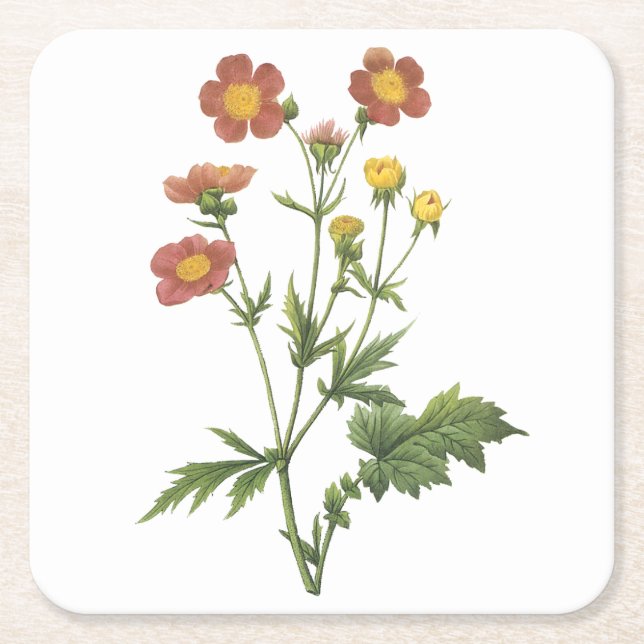 avens(Geum coccineum) by Redouté Square Paper Coaster (Front)