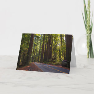 Avenue of Giant Redwood California Card
