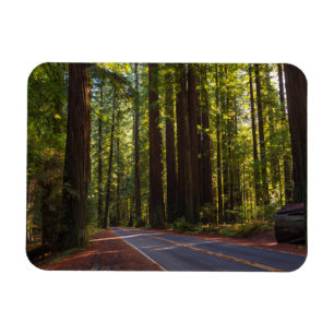 Avenue of Giant Redwood California Magnet