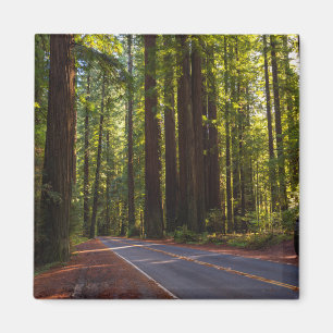 Avenue of Giant Redwood California Magnet