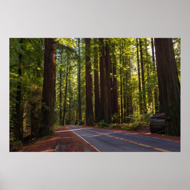 Avenue of Giant Redwood California Poster (Front)
