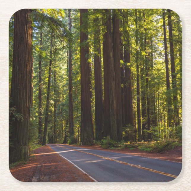 Avenue of Giant Redwood California Square Paper Coaster (Front)