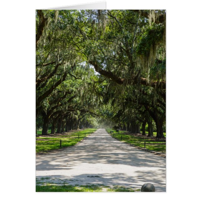 Avenue Of Oaks (Front)