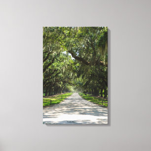 Avenue Of Oaks Canvas Print