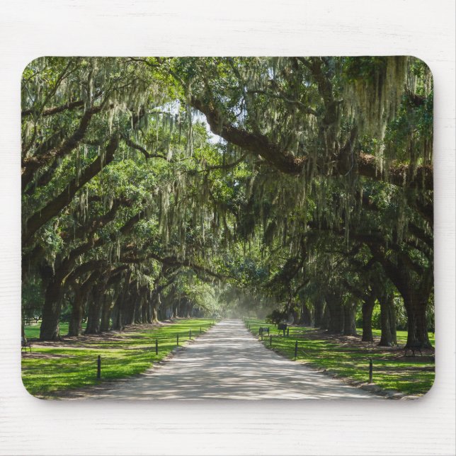 Avenue Of Oaks Mouse Mat (Front)
