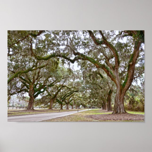 Avenue of Oaks on South Carolina Plantation Poster (Front)