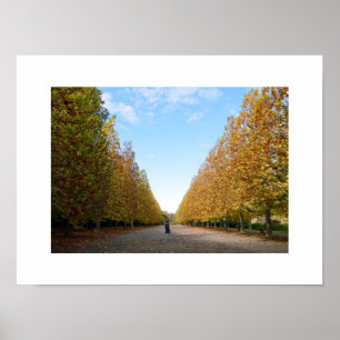 Avenue of Plane Trees in Autumn Poster