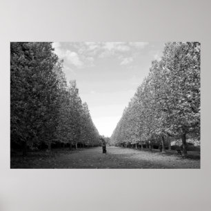 Avenue of Plane Trees: Tokyo (black/white) Poster