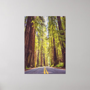Avenue of the Giants Canvas Print