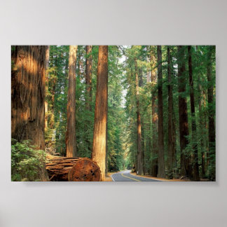 Avenue of The Giants, Humboldt, CA Poster