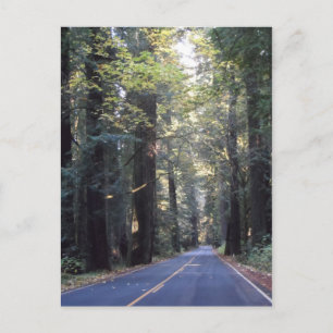 Avenue of the Giants- Humboldt Redwoods State Park Postcard